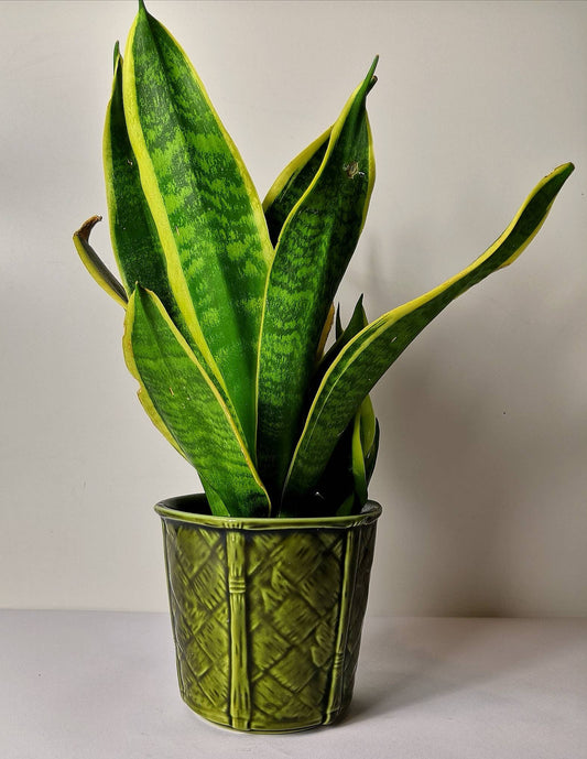 Churchill England Green Bamboo Design Plant Pot